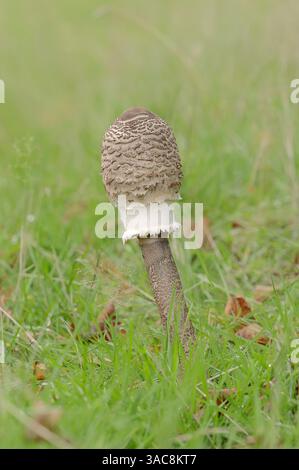 Champignon parasol (Macrolepiota procera, Lepiota procera), Allemagne | Riesenschirmling (Macrolepiota procera, Lepiota procera), Deutschland Banque D'Images