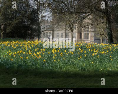 Une étendue de jonquilles de printemps dans le domaine de Burghley House, Stamford, Angleterre. Banque D'Images