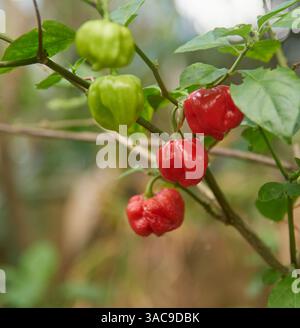 piments rouges et verts poussant dans le jardin, gros plan des épices les plus chaudes avec saveur de peau ridée ou fossée ingrédient culinaire, soft focus Banque D'Images