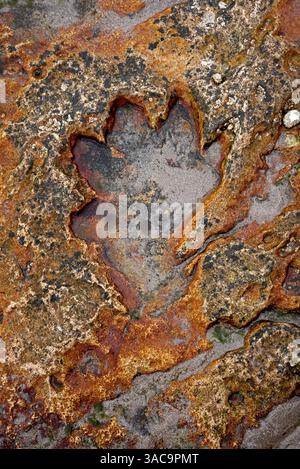 Empreinte de dinosaure visible à marée basse sur le rivage de Kildonan sur l'île d'Arran, Écosse, Royaume-Uni. Banque D'Images