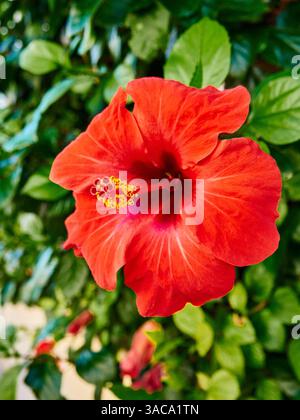 Hibiscus rosa-sinensis, connu familièrement sous le nom d'hibiscus chinois, rose de Chine, hibiscus hawaïen, mauve rose et plante de noir de chaussures Banque D'Images