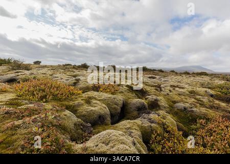 Lave couverte de mousse en Islande Banque D'Images