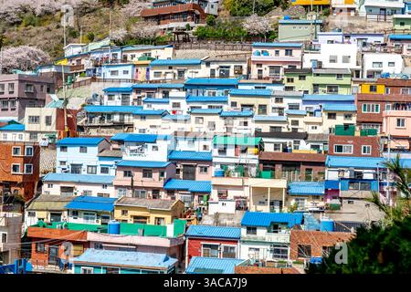 Gamcheon culture Village, Busan, Corée du Sud. La région est connue pour ses rues escarpées, ses ruelles tortueuses et ses maisons peintes aux couleurs vives. Banque D'Images