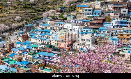 Gamcheon culture Village, Busan, Corée du Sud. La région est connue pour ses rues escarpées, ses ruelles tortueuses et ses maisons peintes aux couleurs vives. Banque D'Images