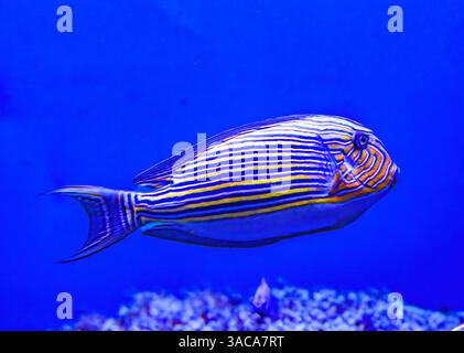 Coloré Bleu jaune rayé chirurgien poisson Tang poisson tropical Acanthurus lineatus Waikiki Oahu Hawaii. Banque D'Images