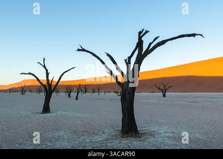 Lever de soleil sur la magnifique Deadvlei, avec des arbres squelettiques contrastant avec la dune du désert orange. Parc national de Namib-Naukluft, Namibie, Afrique. Photographie de paysage Banque D'Images