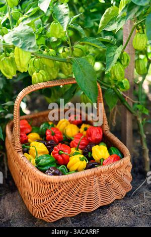 Juste cueilli des poivrons habanero multicolores (capsicum chinense) dans un panier en osier sur le lit de poivre de jardin. Poivrons mexicains très chauds Banque D'Images