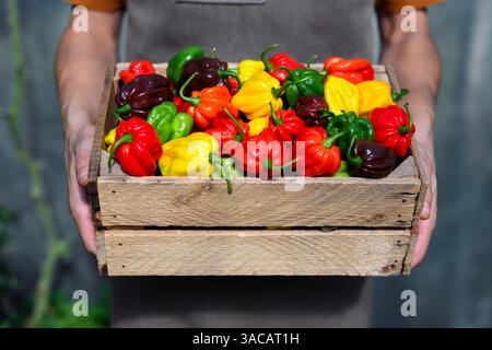 Le fermier tient une boîte en bois remplie de poivrons habanero multicolores juste cueillis (capsicum chinense) Banque D'Images