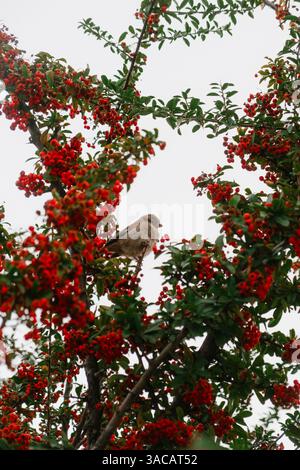 Un moineau perche parmi les baies rouges vibrantes, entouré de feuilles vertes luxuriantes Banque D'Images