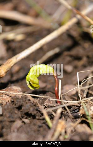 Gros plan d'une nouvelle germe d'érable émergeant de graines dans le sol printanier réchauffant. Banque D'Images