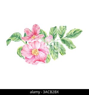 Rose sauvage rose sur illustration aquarelle de feuillage de tige isolé sur blanc. Fleurs de rose musquée, bourgeons, feuilles sur branche dessin botanique dessiné à la main. Chien ros Banque D'Images