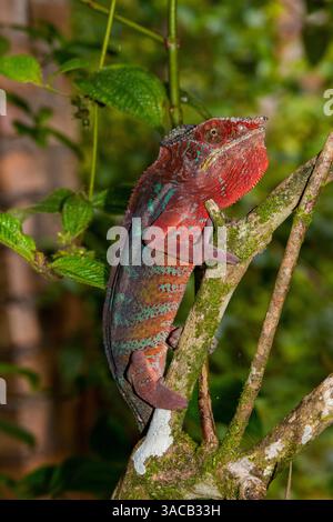 Afrique, Madagascar, Parc National Andasibe-Mantadia. Panther caméléon sur une branche dans la forêt. Banque D'Images