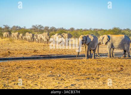 Parc national d'Etosha, Namibie. Portrait d'un grand troupeau et de familles d'éléphants d'Afrique marchant en groupe pour boire de l'eau d'un étang. Banque D'Images
