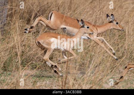 Zambie, Parc national de South Luangwa. Impala. Banque D'Images