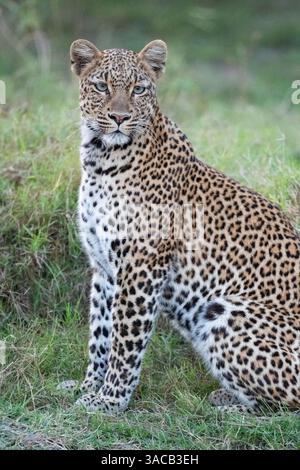 Zambie, Parc national de South Luangwa. Léopard. Banque D'Images