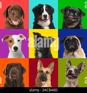 Chiens drôles sur différents fonds de couleurs, collage de portraits d'animaux de compagnie Banque D'Images