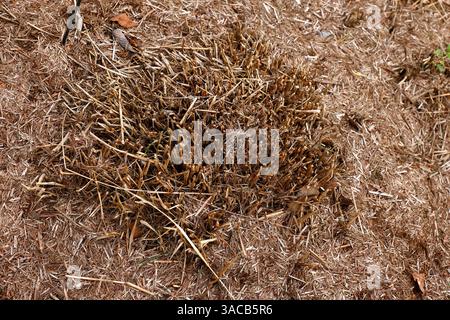 Gros plan de l'herbe ornementale pennisetum orientale karley rose coupé dur au niveau du sol en hiver. Banque D'Images