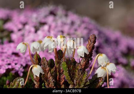 Norvège, Svalbard. Gros plan de fleurs blanches de bruyère de cloche arctique. ©Don Grall / Galerie Jaynes / DanitaDelimont.com Banque D'Images