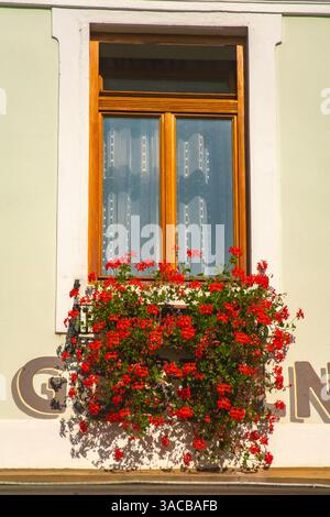 Slovénie, Randovljika. Fenêtre et boîte à fleurs en ville. ©Cathy & Gordon Illg / Galerie Jaynes / DanitaDelimont.com Banque D'Images