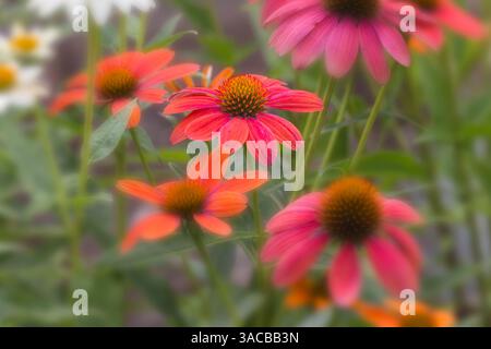 Fleurs de cône dans le jardin. Banque D'Images