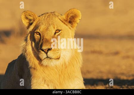 Lion à manteau noir, jeune mâle se reposant dans la lumière matinale de l'Afrique australe Banque D'Images