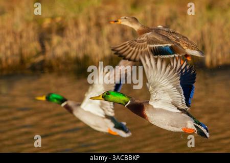 Canards colverts prenant leur envol à la fin de l'automne Banque D'Images