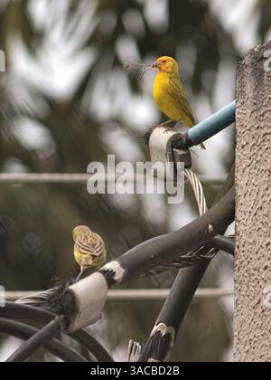 Couple d'oiseaux connu sous le nom de pingouin safran (Sicalis flaveola), perché sur le câble d'alimentation. Banque D'Images
