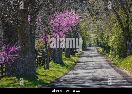 Route de campagne rurale près de Lexington, Kentucky au printemps avec l'arbre de rouge en pleine floraison. Banque D'Images