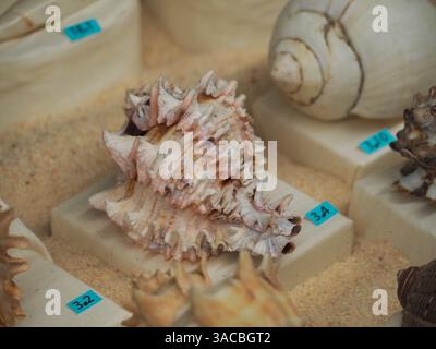 Collection de coquillages magnifiquement détaillés affichés sur du sable avec des étiquettes Banque D'Images