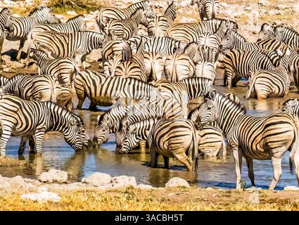 Parc national d'Etosha, Namibie, Afrique. Portrait d'un troupeau, ou éblouissant, de zèbres des plaines qui se rassemblent au coucher du soleil pour boire à un point d'eau. Banque D'Images