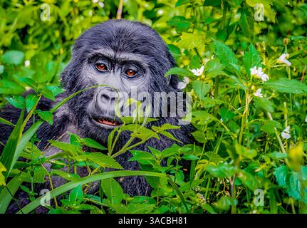 Forêt impénétrable de Bwindi, Ouganda, Afrique. Portrait en gros plan d'un jeune mâle Gorille de montagne dans la forêt tropicale humide. Banque D'Images