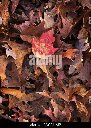 Une seule feuille d'érable rouge et jaune éclatante se distingue parmi une couverture de feuilles d'automne marron et orange sur le sol de la forêt. L'air froid fait allusion à t Banque D'Images