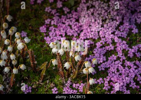Norvège, Svalbard. Gros plan de fleurs blanches de bruyère de cloche arctique. ©Don Grall / Galerie Jaynes / DanitaDelimont.com Banque D'Images