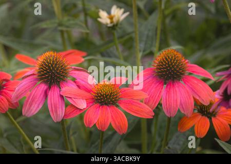 Fleurs de cône dans le jardin. Banque D'Images