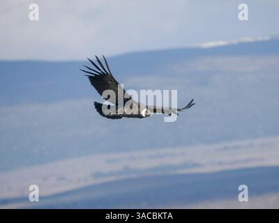 Condor andin féminin en Patagonie. Chili, Magallanes. Banque D'Images