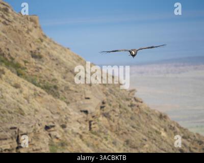 Condor andin féminin en Patagonie. Chili, Magallanes. Banque D'Images