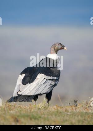 Condor andin féminin en Patagonie. Chili, Magallanes. Banque D'Images