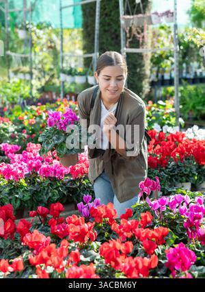 Client féminin choisissant cyclamen en pot dans le magasin de jardin de récipient Banque D'Images