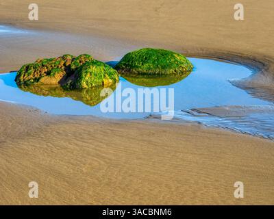 État de Washington, États-Unis. Parc national olympique, deuxième plage, rochers couverts d'herbiers marins dans la piscine de marée. Banque D'Images