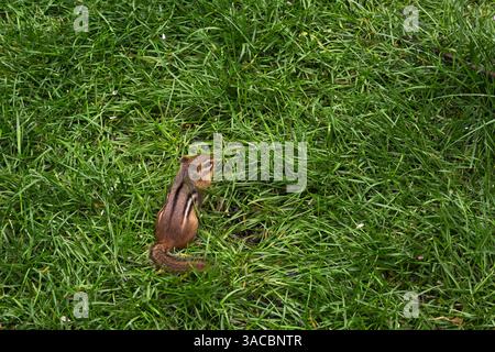 Tamias striatus - recherche de Chipmunk pour les graines d'oiseaux renversées dans la pelouse d'herbe dans la cour arrière en été, Québec, Canada Banque D'Images