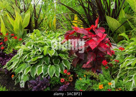 Tagète orange - Soucis, Zinnia rouge, Alternanthera 'Purple Prince', Hosta 'Shade Fanfare', Solenostemon rouge cramoisi - Coleus, Canna - Balle indienne. Banque D'Images