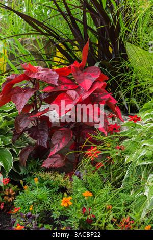 Solenostemon rouge cramoisi - Coleus, Tagètes orange - Soucis, Zinnia rouge, Alternanthera 'Purple Prince', Hosta 'Shade Fanfare' en bordure en été. Banque D'Images