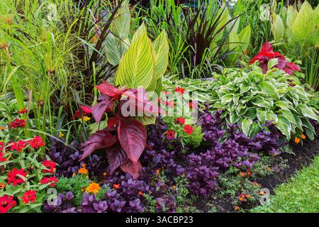 Zinnia rouge, Tagètes orange – Soucis, Alternanthera 'Purple Prince', Solenostemon rouge cramoisi – Coleus, Cyperus papyrus – Jonc de papier égyptien, etc. Banque D'Images