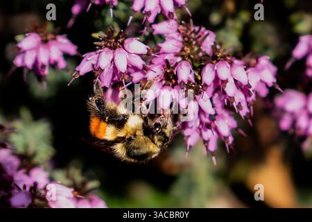 Issaquah WA USA - 29 mars 2025 : Sunlit Buzz : Bombus melanopygus on a Spring Bloom Banque D'Images