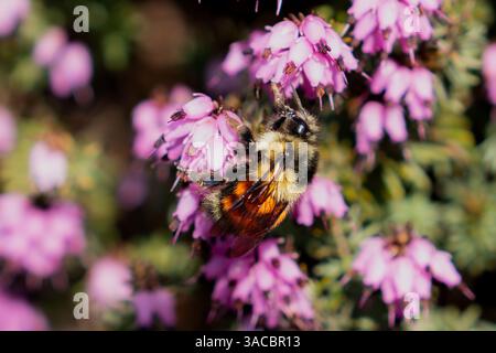 Issaquah WA USA - 29 mars 2025 : Sunlit Buzz : Bombus melanopygus on a Spring Bloom Banque D'Images