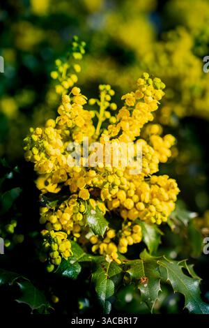 Issaquah WA USA - 29 mars 2025 : rayonnant sous le soleil : raisin orange Holly Aglow Banque D'Images