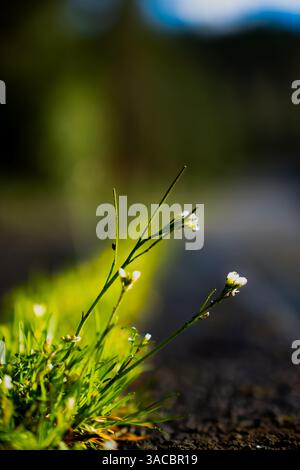 Issaquah WA USA - 29 mars 2025 : Cardamine oligosperma : délicate beauté de Bittercress sauvage Banque D'Images