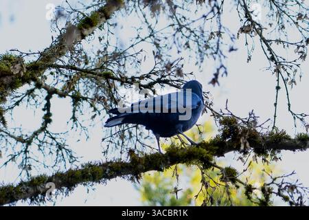 Issaquah WA USA - 29 mars 2025 : perché en silence : le Crow au sommet de l'arbre Banque D'Images