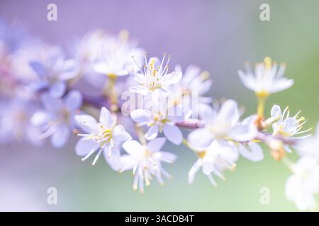 Gros plan de fleurs vibrantes au printemps avec de belles couleurs et un fond flou Banque D'Images