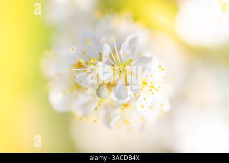 Gros plan de fleurs vibrantes au printemps avec de belles couleurs et un fond flou Banque D'Images